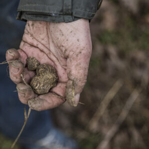 Truffle Hunting, Private Cooking Class & Wine Tasting with San Gimignano Visit (9 hours)