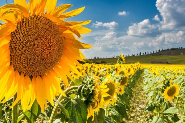 ITS_Tuscany-Grand-Journey_04