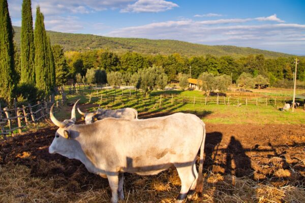 ITS_Tuscany-Grand-Journey_05