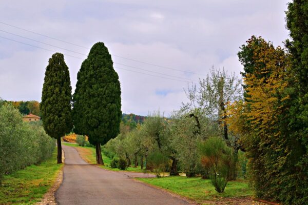Cipressi E Alberi Di Ulivo Nel Comune Di Greve In Chiant — Gems of Italy luxury tour by Italy Travel Specialist