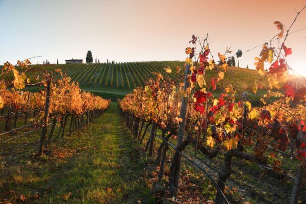 its-italy-in-a-glass-36-chianti-vineyards-autumn-colors