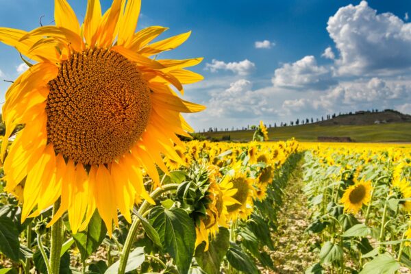 its-italy-in-a-glass-46-val-dorcia-sunflower-field