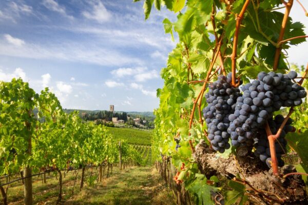 Harvest In Chianti Vineyard Landscape — Romantic Italy honeymoon by Italy Travel Specialist