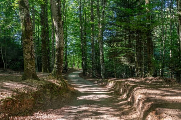 its-the-emerald-route-05-serra-san-bruno-forest